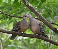 20260304 佐藤様ご夫妻 小啄木では毎年山形の佐藤観光果樹園様から6月に“サクランボ（紅秀峰）”12月に“洋ナシのラフランス”をお願いしています。15年近く経ちましたが、漸くお越し頂けました💛美男美女のお二人でした！！！今回は草津温泉～日光～那須の旅行！！！これから大変忙しくなる前の“ひと時”をお過ごし頂けました！！！ありがとうございます！！！お帰りの写真撮影時には一台目のカメラが電池切れ。二台目のカメラが撮影不能となり申し訳ありませんでした。m(_ _;)m　代わりに愛し合ってる山鳩です💛m